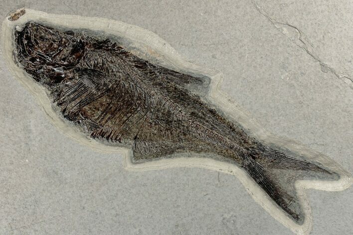 Fossil Fish (Diplomystus) - Wyoming #189303
